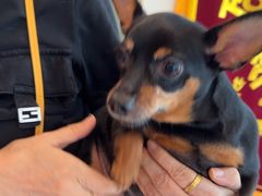 -瑞派申生动物医院·24H夜诊·国际动物医疗中心·骨外科(吴中路店)