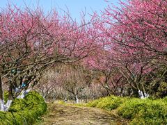 -上海海湾国家森林公园