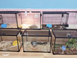 -Moni星球萌宠·小马宝莉·灵蛇·高端高阶全萌宠互动体验俱乐部(红豆国际广场店)