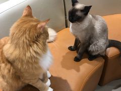 -藏猫猫咖啡主题馆(中央大道店)