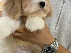 -翊宠yipet猫狗购宠庄园犬舍•猫舍