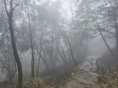 -天目山大树王景区