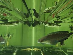 -天宠宠物医院24小时·急重症诊疗中心·全科·腔镜特色(和平分院)
