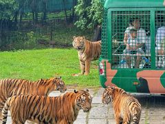 -深圳野生动物园