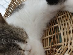 -怪兽屋·羊驼·猫咖·狗咖(俊华广场店)