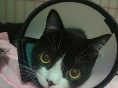 -瑞鹏宠物医院·骨科·猫科·内科(第一中心)
