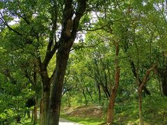-燕晗山郊野公园