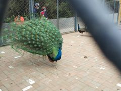 -长白岛森林公园