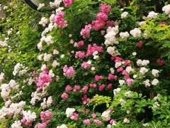 -元大都城垣遗址公园