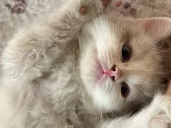 -宠颐生宠物医院·犬猫全科·皮肤科(商业街店)