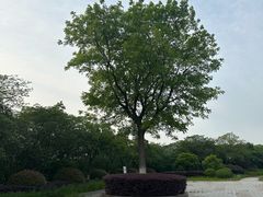 -羊山湖公园