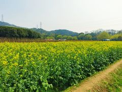 -八卦田遗址公园