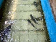 -姥家大锅台水库渔家