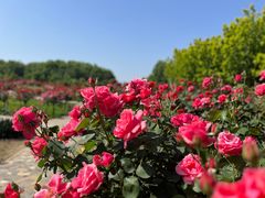 -郑州中国绿化博览园