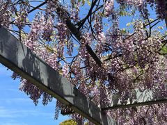 -武汉紫薇都市田园