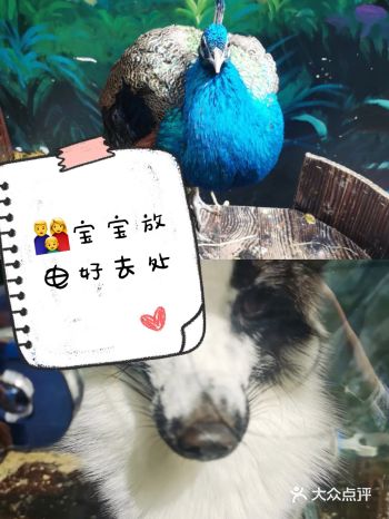 小朋友放电指南 || 撩宠乐园