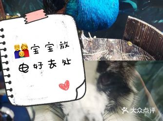 小朋友放电指南 || 撩宠乐园