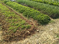 -翠茗农庄土菜馆(天目湖店)