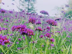 -长春净月潭风景名胜区
