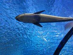 -太平洋海底世界