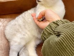 -猫小院猫主题餐厅(三里屯店)