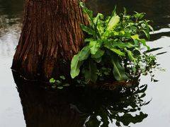 -重庆彩云湖湿地公园