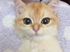 -Bastet sally猫舍购宠(静安店)