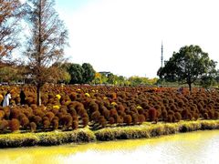 -花开海上生态园