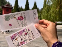 -洛阳白马寺