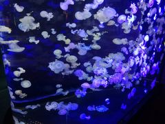 -烟台海昌鲸鲨海洋公园