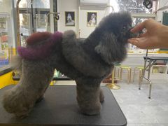 -优缇多格专业宠物美容师培训学校