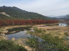-小芝红树林