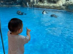 -帝企鹅自助餐厅•儿童岛•真企鹅(长隆企鹅酒店)