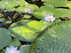 -国家植物园南园