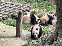 -中国大熊猫保护研究中心雅安碧峰峡基地