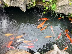 -华园农庄·特色炭烧鸡·北江河鲜