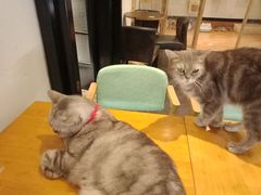 -猫色咖啡·猫咖