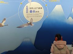 -盐城丹顶鹤湿地生态旅游区