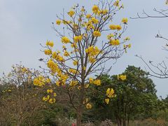 -野狸岛