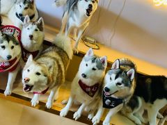 -Husky Go! 哈士奇体验馆·宠物咖啡厅狗咖