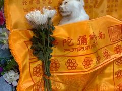 -彩虹桥宠物火化殡葬善终服务(金乐大厦店)