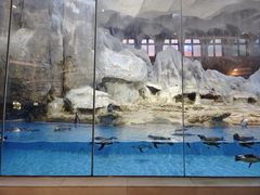 -帝企鹅自助餐厅•儿童岛•真企鹅(长隆企鹅酒店)