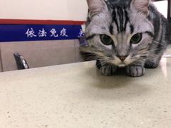-艾贝尔宠物医院·狂犬免疫点(江山金象城店)