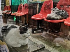 -猫咪博物馆(顶澳仔猫街店)