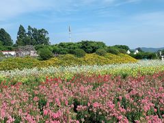 -紫颐香薰山谷景区