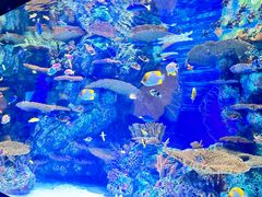 -上海海洋水族馆