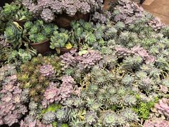 -山菌美食苑(振兴路店)