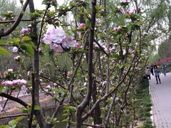 -海棠花溪(元大都城垣遗址公园)