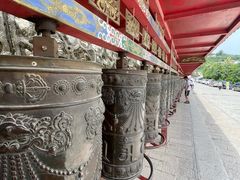 -塔尔寺菩提树