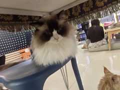 -平行世界·猫咖(首经贸店)